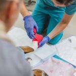 veterinarian wraps a wound on a dog's paw