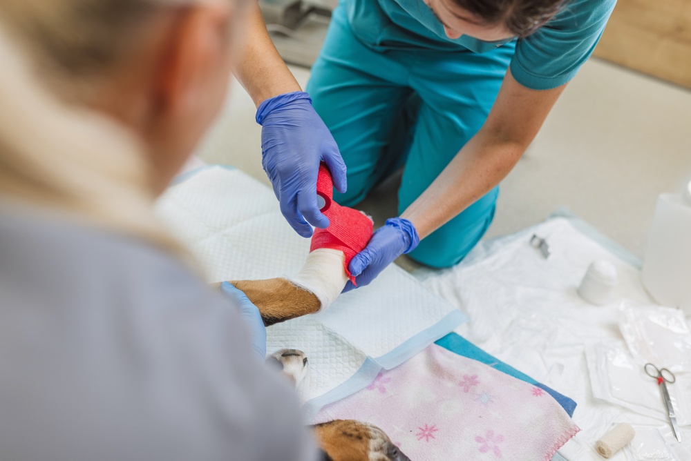 New Veterinary Wound Care Product Hits Market - Featured Image