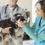 schnauzer dog in veterinary hospital