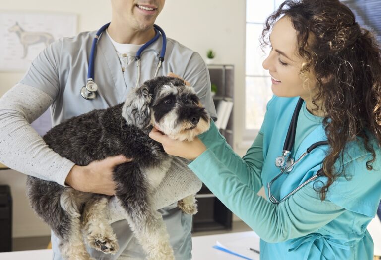 HT VET AI Scanner Identifies Specific Canine Tumors
